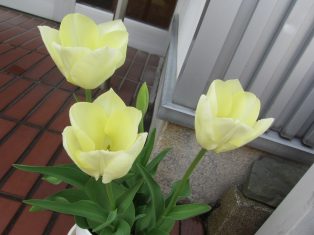 チューリップ咲きました！