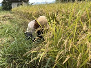 フクール稲刈りプロジェクト始動🌾